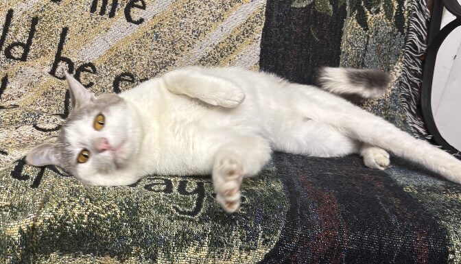 Pet of the Week: Mr. Melson is ready to roll