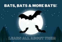 June 18 at the Hanceville library: Bats, Bats & More Bats!