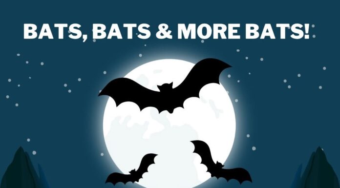 June 18 at the Hanceville library: Bats, Bats & More Bats!