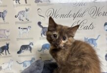 Pet of the Week: Coco is a rare beauty with a personality to match