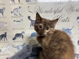 Pet of the Week: Coco is a rare beauty with a personality to match