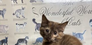 Pet of the Week: Coco is a rare beauty with a personality to match