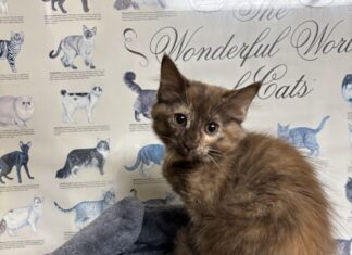 Pet of the Week: Coco is a rare beauty with a personality to match