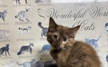 Pet of the Week: Coco is a rare beauty with a personality to match