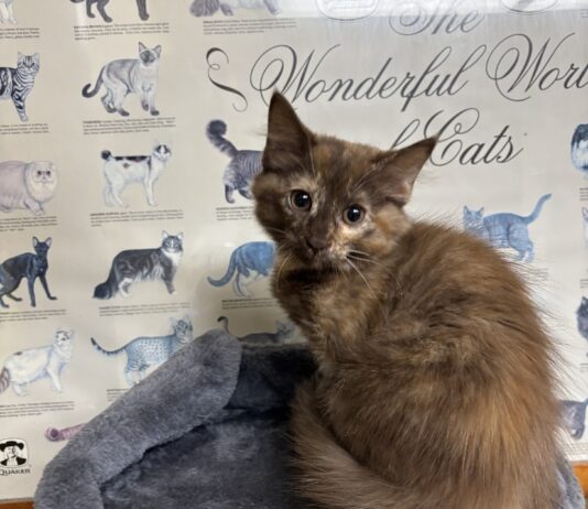 Pet of the Week: Coco is a rare beauty with a personality to match