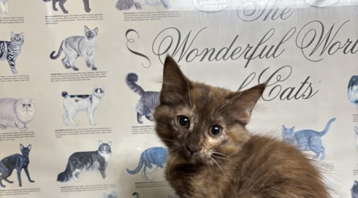 Pet of the Week: Coco is a rare beauty with a personality to match
