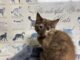 Pet of the Week: Coco is a rare beauty with a personality to match