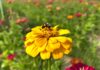 Small actions can make a big difference for pollinators