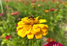 Small actions can make a big difference for pollinators
