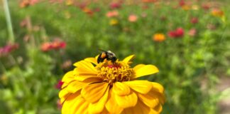 Small actions can make a big difference for pollinators