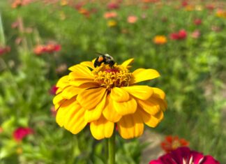 Small actions can make a big difference for pollinators