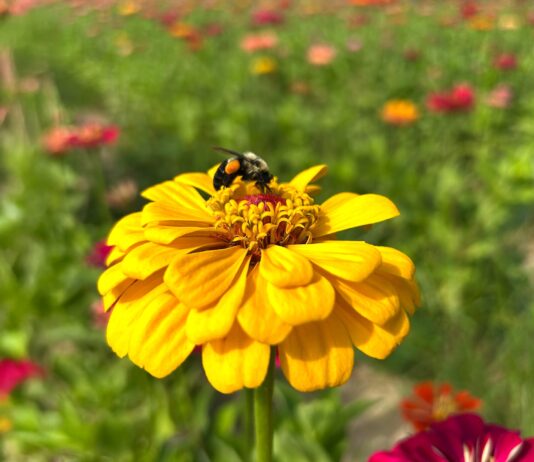 Small actions can make a big difference for pollinators