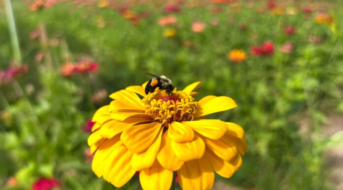 Small actions can make a big difference for pollinators