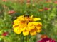 Small actions can make a big difference for pollinators