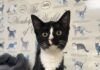 Pet of the Week: Sylvia is a tiny tuxedo court jester