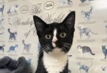 Pet of the Week: Sylvia is a tiny tuxedo court jester