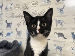 Pet of the Week: Sylvia is a tiny tuxedo court jester