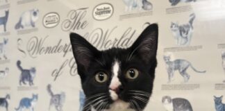 Pet of the Week: Sylvia is a tiny tuxedo court jester