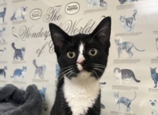 Pet of the Week: Sylvia is a tiny tuxedo court jester