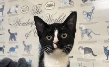 Pet of the Week: Sylvia is a tiny tuxedo court jester