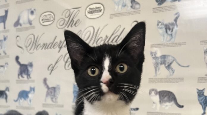 Pet of the Week: Sylvia is a tiny tuxedo court jester