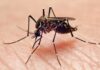 More than Nuisances: Mosquitoes pose serious health dangers