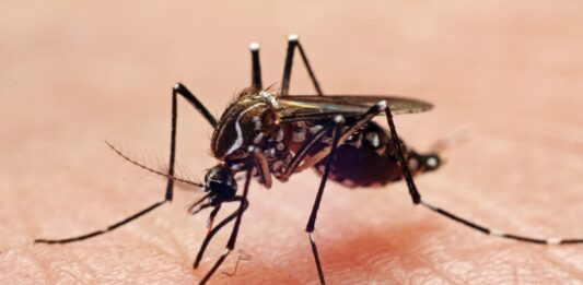 More than Nuisances: Mosquitoes pose serious health dangers