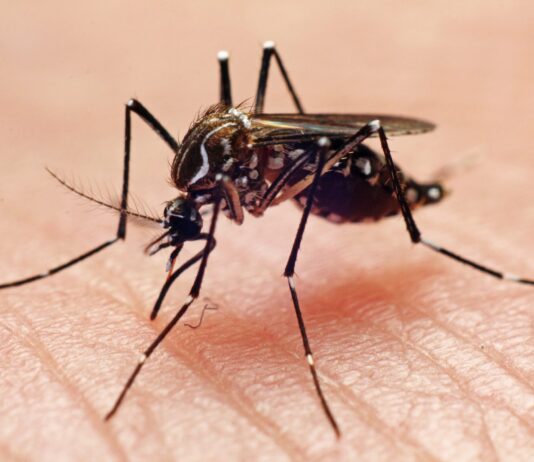 More than Nuisances: Mosquitoes pose serious health dangers