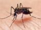 More than Nuisances: Mosquitoes pose serious health dangers