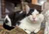 Sneezy the Thrift Cat needs a home