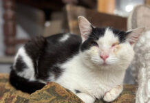 Sneezy the Thrift Cat needs a home
