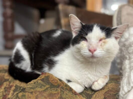 Sneezy the Thrift Cat needs a home