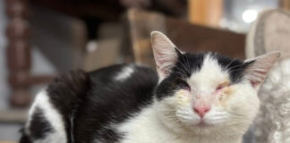 Sneezy the Thrift Cat needs a home
