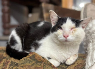 Sneezy the Thrift Cat needs a home