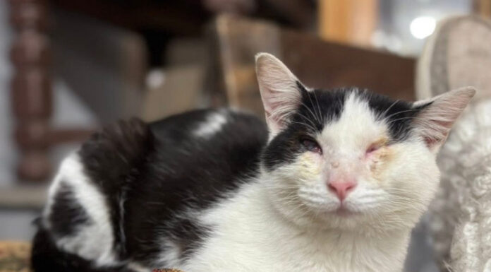 Sneezy the Thrift Cat needs a home