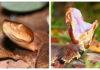 Alabama’s copperhead and cottonmouth: What to know about these venomous snakes