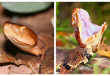 Alabama’s copperhead and cottonmouth: What to know about these venomous snakes