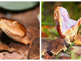 Alabama’s copperhead and cottonmouth: What to know about these venomous snakes