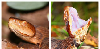 Alabama’s copperhead and cottonmouth: What to know about these venomous snakes