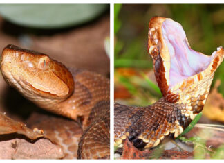 Alabama’s copperhead and cottonmouth: What to know about these venomous snakes