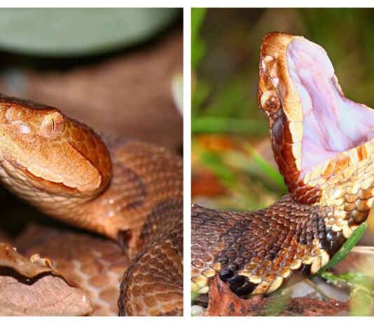 Alabama’s copperhead and cottonmouth: What to know about these venomous snakes
