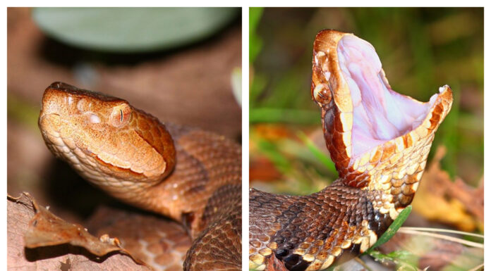 Alabama’s copperhead and cottonmouth: What to know about these venomous snakes