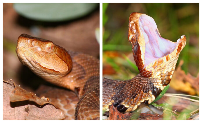 Snakes-copy