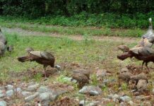 Rainer: WFF asks public for assistance with wild turkey brood survey Â