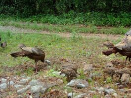 Rainer: WFF asks public for assistance with wild turkey brood survey