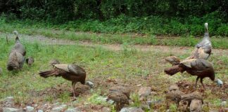 Rainer: WFF asks public for assistance with wild turkey brood survey