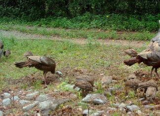 Rainer: WFF asks public for assistance with wild turkey brood survey