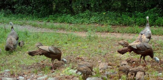 Rainer: WFF asks public for assistance with wild turkey brood survey