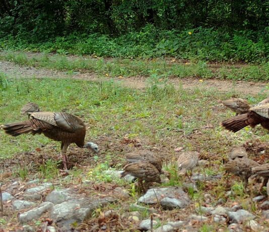 Rainer: WFF asks public for assistance with wild turkey brood survey