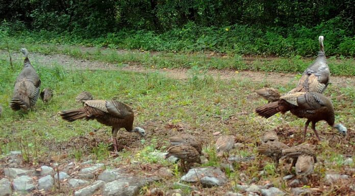 Rainer: WFF asks public for assistance with wild turkey brood survey
